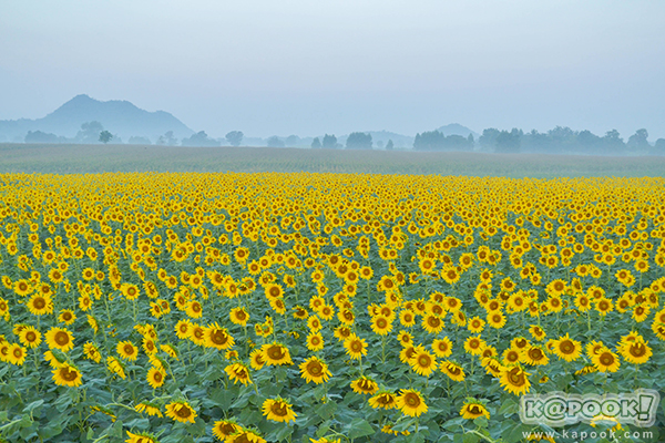สวยอลังการ...ดอกทานตะวันบานสะพรั่งเต็มท้องทุ่งลพบุรี