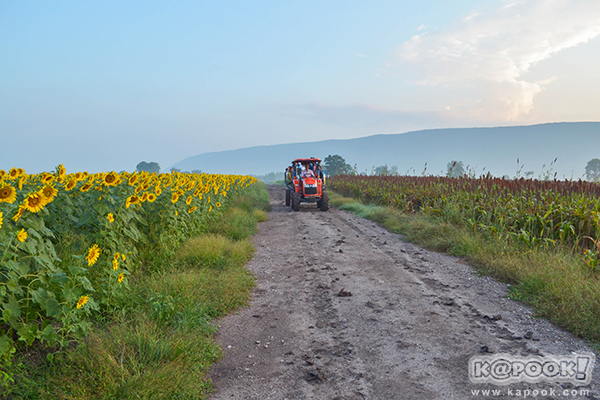 สวยอลังการ...ดอกทานตะวันบานสะพรั่งเต็มท้องทุ่งลพบุรี