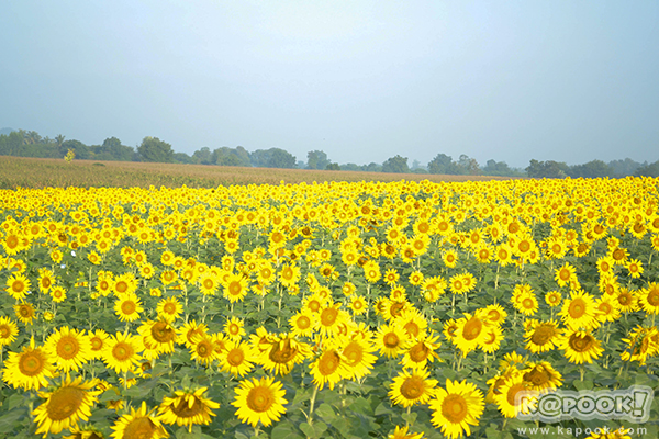 สวยอลังการ...ดอกทานตะวันบานสะพรั่งเต็มท้องทุ่งลพบุรี
