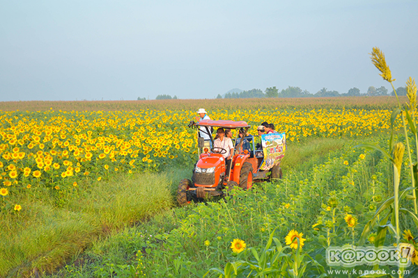 สวยอลังการ...ดอกทานตะวันบานสะพรั่งเต็มท้องทุ่งลพบุรี