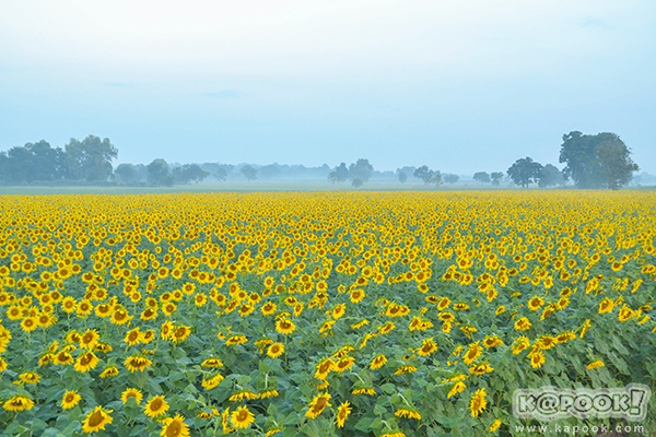 สวยอลังการ...ดอกทานตะวันบานสะพรั่งเต็มท้องทุ่งลพบุรี
