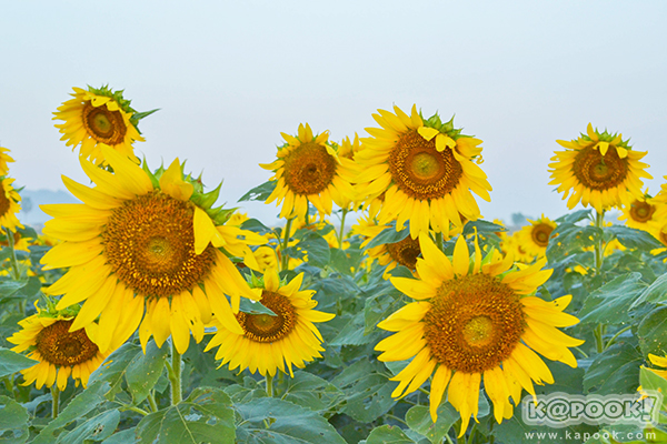 สวยอลังการ...ดอกทานตะวันบานสะพรั่งเต็มท้องทุ่งลพบุรี