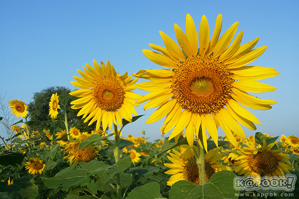 สวยอลังการ...ดอกทานตะวันบานสะพรั่งเต็มท้องทุ่งลพบุรี