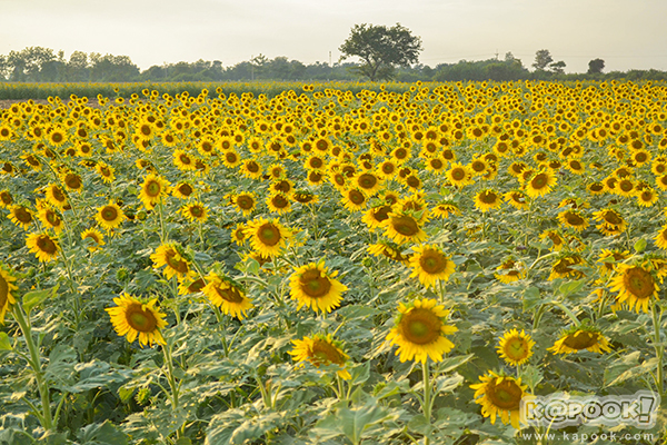 สวยอลังการ...ดอกทานตะวันบานสะพรั่งเต็มท้องทุ่งลพบุรี