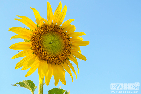 สวยอลังการ...ดอกทานตะวันบานสะพรั่งเต็มท้องทุ่งลพบุรี