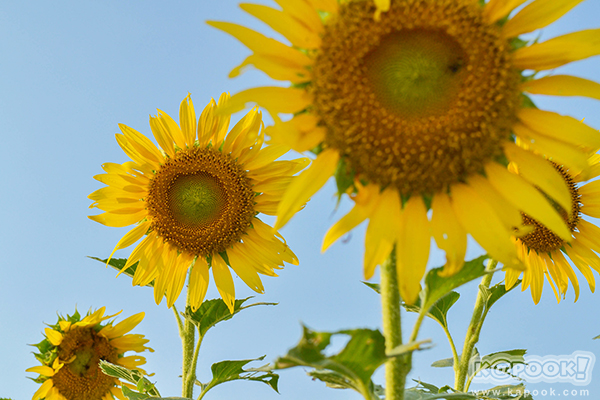 สวยอลังการ...ดอกทานตะวันบานสะพรั่งเต็มท้องทุ่งลพบุรี