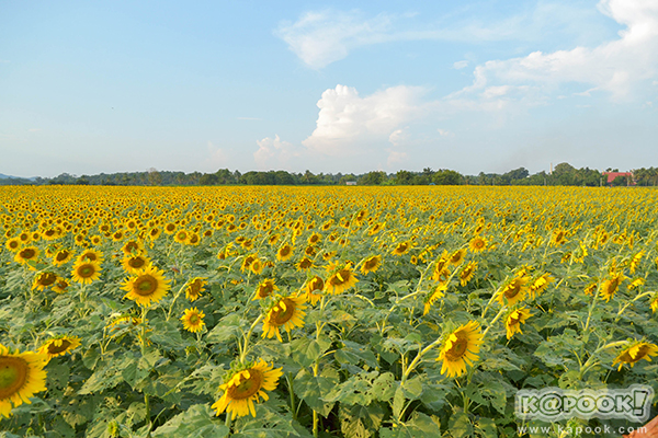 สวยอลังการ...ดอกทานตะวันบานสะพรั่งเต็มท้องทุ่งลพบุรี