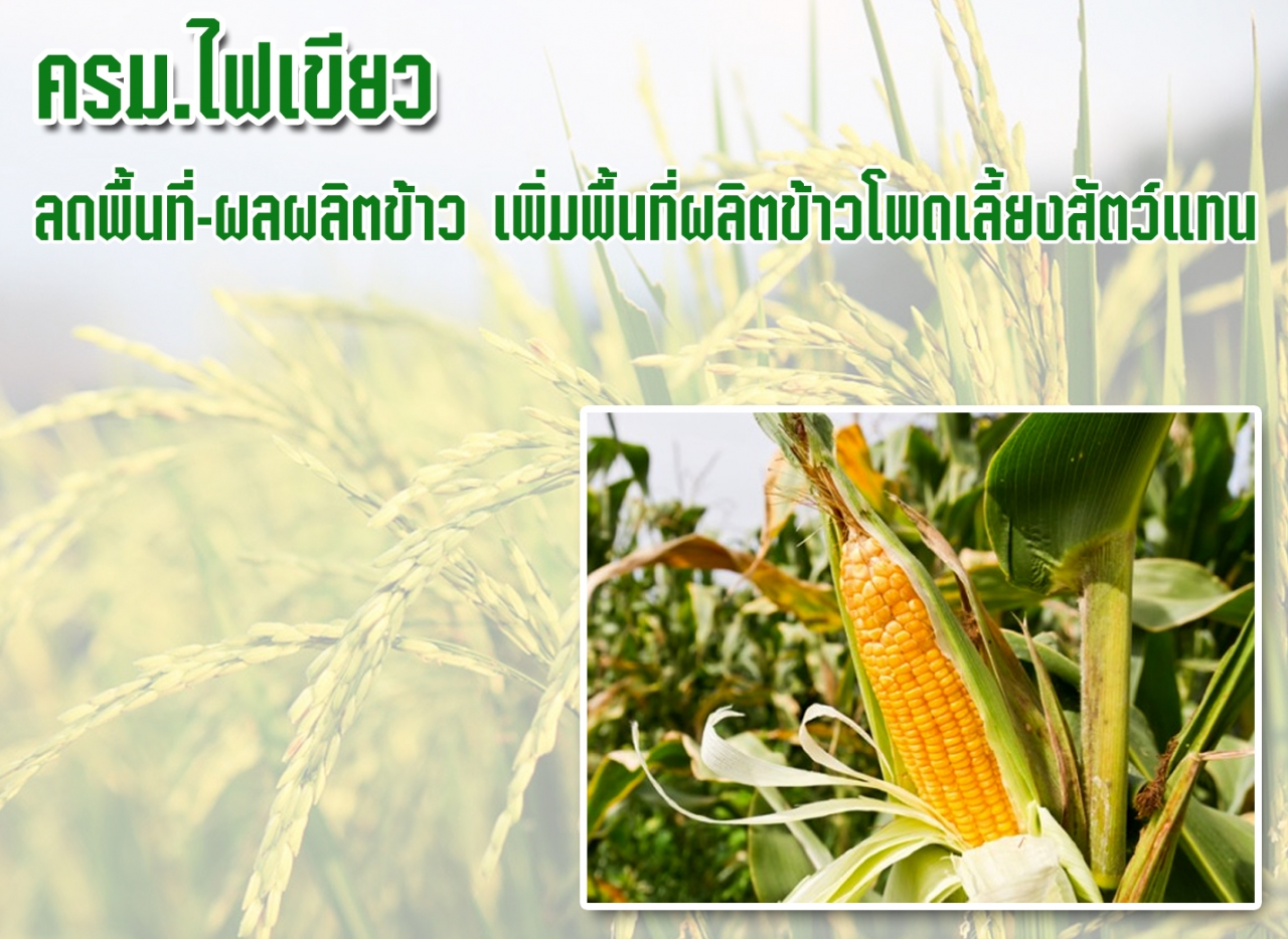 ครม.ไฟเขียวลดพื้นที่-ผลผลิตข้าว เพิ่มพื้นที่ผลิตข้าวโพดเลี้ยงสัตว์แทน
