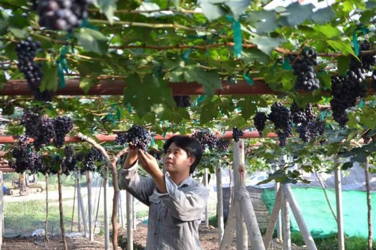 เวียงแก่นเปิดเทศกาลองุ่นไร้เมล็ดเสริมการท่องเที่ยวเชียงราย