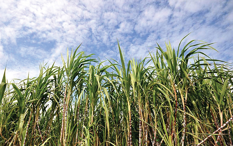 กระทรวงอุตสาหกรรมเช็กอ้อยไม่ถึง 100 ล้านตัน