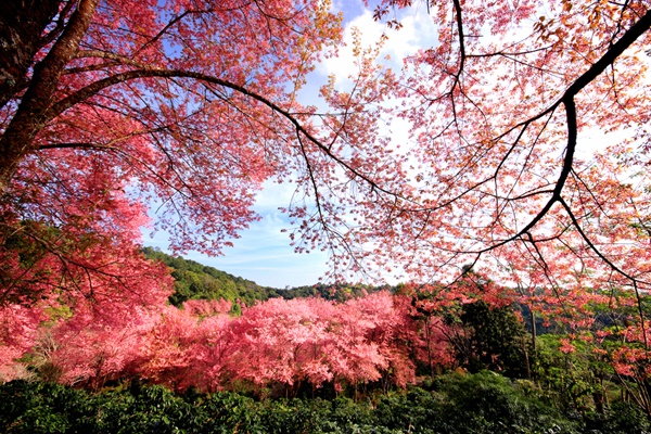 หน่วยจัดการต้นน้ำขุนแม่ยะ จังหวัดเชียงใหม่และจังหวัดแม่ฮ่องสอน