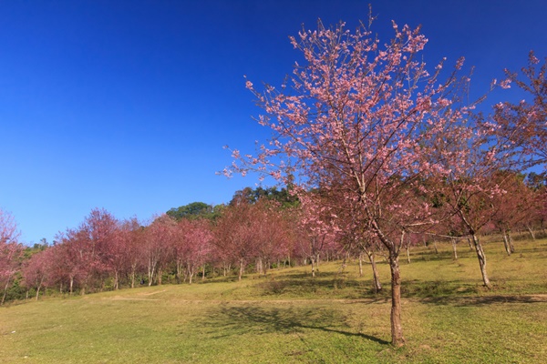 ภูลมโล จังหวัดเลย
