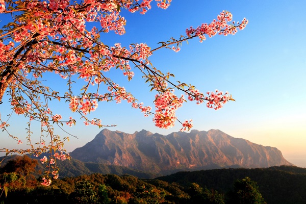 สถานีวิจัยเกษตรที่สูงสันป่าเกี๊ยะ จังหวัดเชียงใหม่