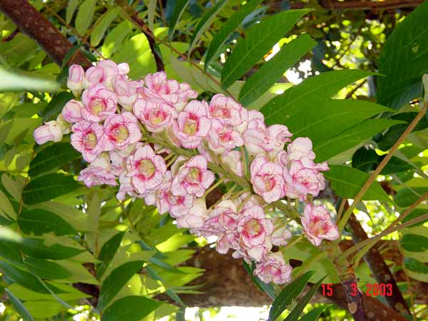 ดอกชมพูภูคา จังหวัดน่าน