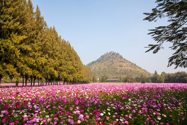 จิม ทอมป์สัน ฟาร์มทัวร์ จังหวัดนครราชสีมา