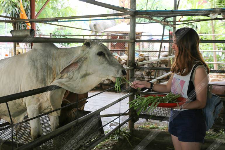 ให้อาหารน้องวัว