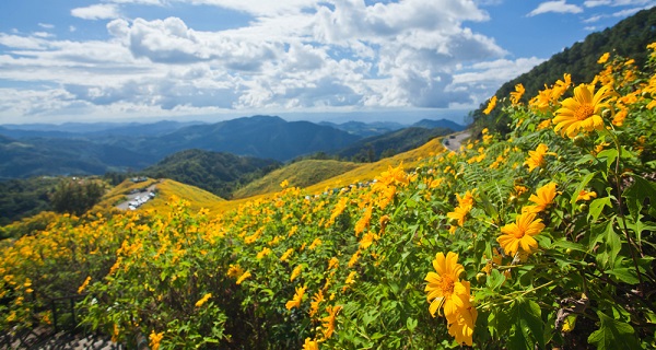 หนาวนี้อย่าพลาด เทศกาลดอกบัวตองบานบนดอยแม่อูคอ ปี 2558